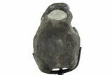 Hadrosaur (Hypacrosaurus) Vertebra with Stand - Montana #353421-3